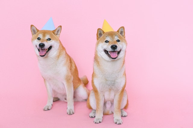 Two shiba inus in party hats against pink background